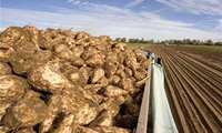 Khuzestan forecasts 1.5m ton sugar beet harvest