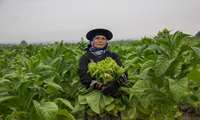 Gilan, a hub for tobacco cultivation