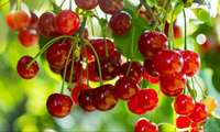 Iran exports over 2,100 tons of cherries to Russia