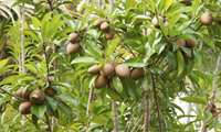 Sistan-Baluchestan harvests over 2,000 tons of Chiku fruit