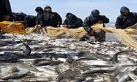 Persian Gulf, Oman Sea account for 53 percent of Iran’s fish catch