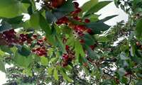 Iran’s horticultural exports climb to 4.3b dollars 