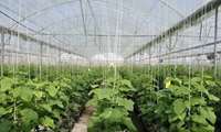 East Azarbaijan hosts Middle East’s largest modern greenhouse complex