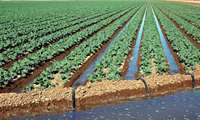 Iran moves to export agricultural know-how to global markets