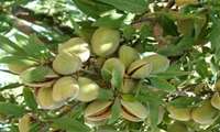 Fars tops Iran in almond orchards, exports to South Asia