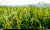 China’s early rice output holds steady in 2026