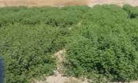 Iranian scientists breed salt-tolerant alfalfa in decade-long food security drive 