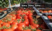 Tomato exports from Markazi province accelerates