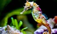 Iran unveils knowledge-based fisheries products, Persian Gulf seahorse breeding project 