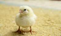 Iran to begin exporting day-old chicks to regional countries