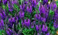 Hamedan leads Iran in medicinal plant production, tops fennel output