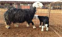 Iran registers native Najdi sheep in Khuzestan to protect genetic resources