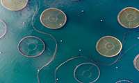 City in northwestern Iran emerges as premier aquaculture hub