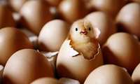 Iran to export surplus broiler hatching eggs, day-old chicks