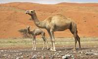 Iran launches first camel GPS tracking system in south 