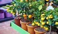 Iranian researchers introduce virus-free citrus seedlings 