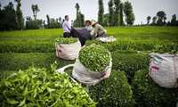 Iran harvests over 50,000 tons of green tea leaves annually: Official 