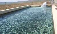 Agricultural water storage ponds sustainable capacity for aquaculture development 