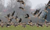 ’Shiblou wetland world’s second favorite habitat for lesser white-fronted geese’