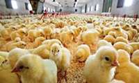 Hatching rate of chickens sets record in north of Iran 