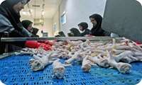 562 tons of chicken feet exported from East Azarbaijan in 9 months