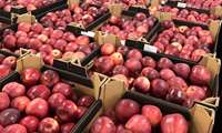 Apple processing boosts horticultural exports from Lorestan