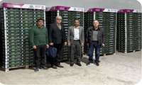 Yazd studies greenhouse exports to Russia, Belarus