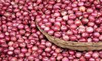 Onion export base price slashed to boost shipments amid surplus