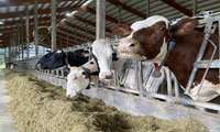 Iran develops homegrown feed crops to replace costly American imports
