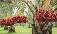 More irrigation systems needed to boost productivity, Bushehr governor says