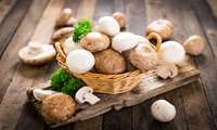Technological breakthrough achieved in mushroom spawn production in Khorasan Razavi
