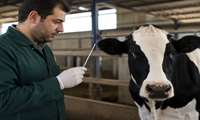 East Azarbaijan expands artificial insemination program to boost livestock productivity