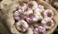 Hamedan leads Iran’s garlic production, expands export capacity
