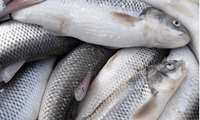 Iran advances Caspian white fish domestication to strengthen sustainable aquaculture
