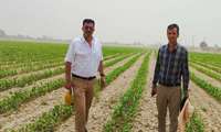 Iran unveils water-saving forage maize cultivation model