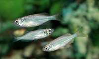 Iran’s Bushehr aims to produce 5m marine fingerlings 