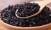 Khorasan Razavi to triple caviar production by year-end, official says