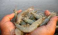 Iran’s shrimp output surges as disease outbreaks decline