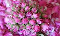 Shiraz exports 1.6m rose stems to regional markets