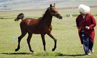 Iran registers genetic identity of over 500 purebred Turkmen horses in North Khorasan