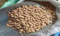 Iran resumes chickpea exports, targets record shipments