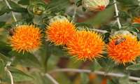 Iran unveils early-maturing safflower to boost oilseed production