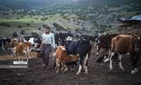Iran backs nomadic herders to strengthen livestock production