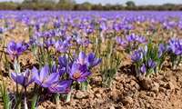 National saffron initiative drives innovation value addition in Iran