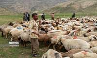 North Khorasan launches Iran’s first dual-purpose dairy-meat sheep breeding program