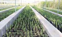 Iran expands commercial timber farming with poplar sapling production