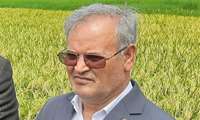 Iran launches 500 demonstration rice farms to boost productivity, self-sufficiency
