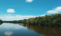 Mangrove forests key to sustainable fisheries in Iran: IFO
