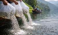 600,000 fingerlings released to restore Caspian fish stocks