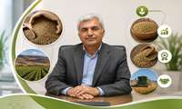East Azarbaijan remains Iran’s leading lentil producer: Official 
